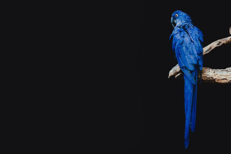 dominik-lange-Lej_oqHljbk-unsplash